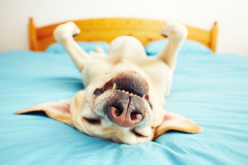 Hund liegt entspannt auf dem Rücken im Bett
