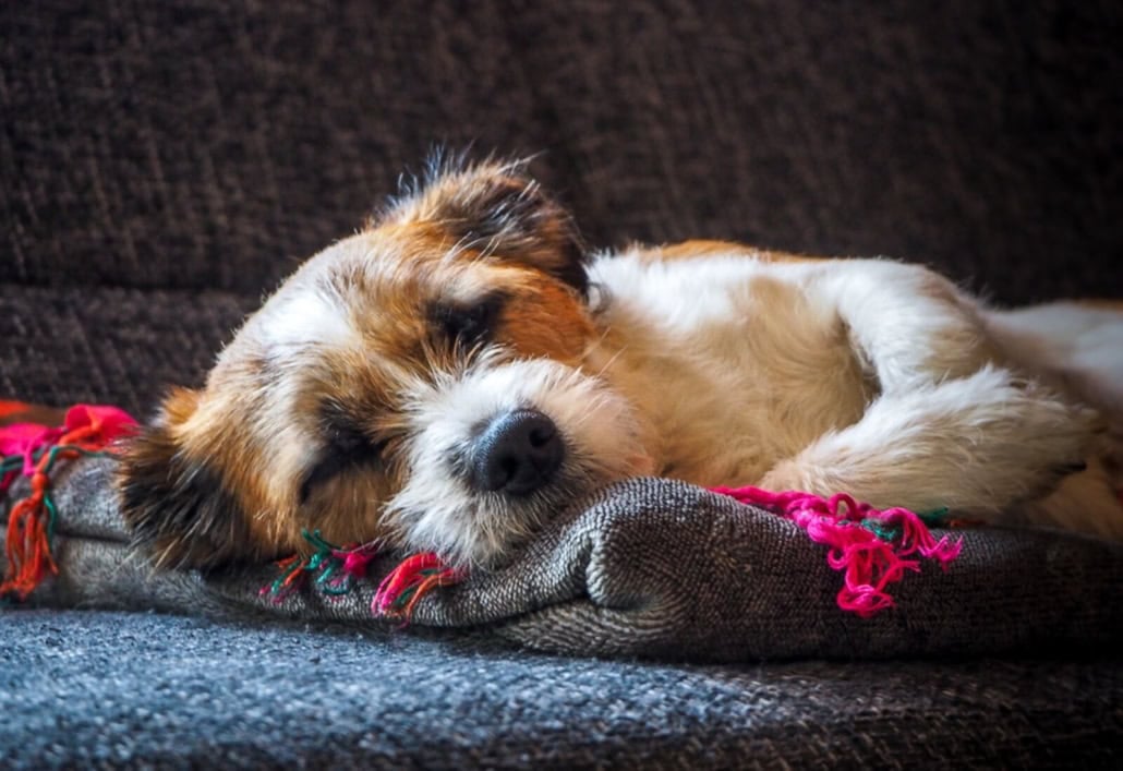 Hund schläft zufrieden auf einer Decke