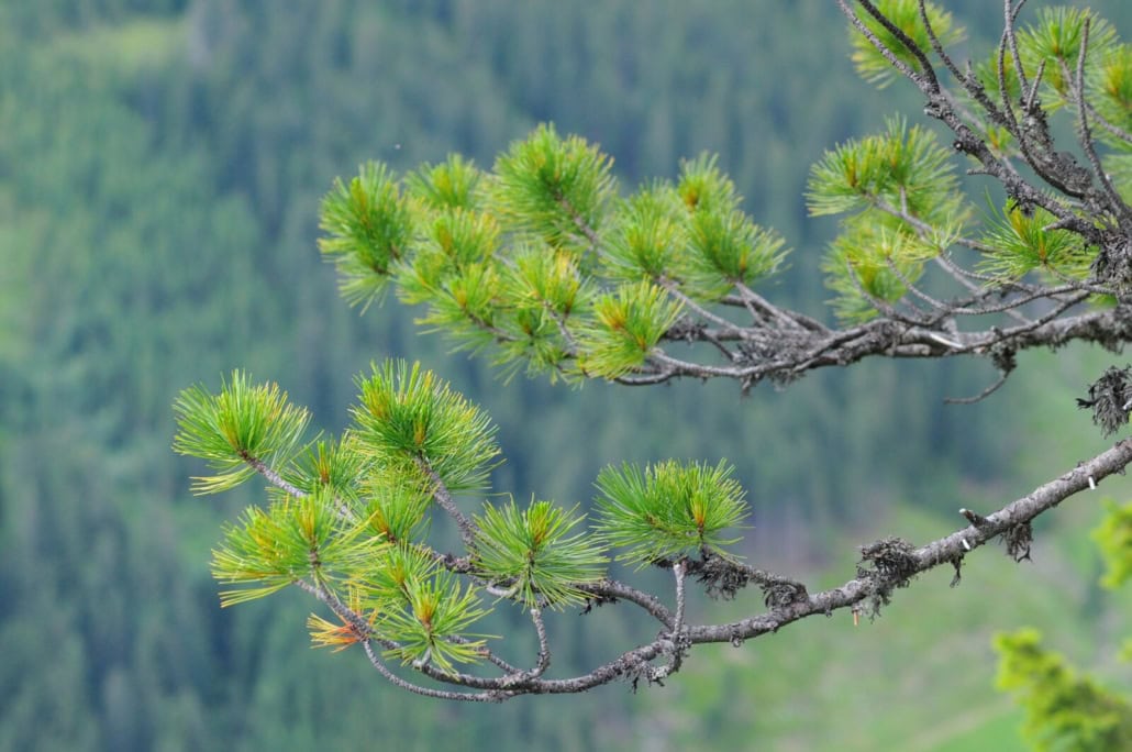 Kiefernzweig vor grünem Wald